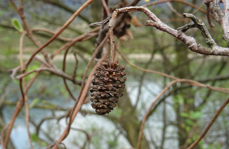 Alnus glutinosa - Betulaceae (Ontano nero)